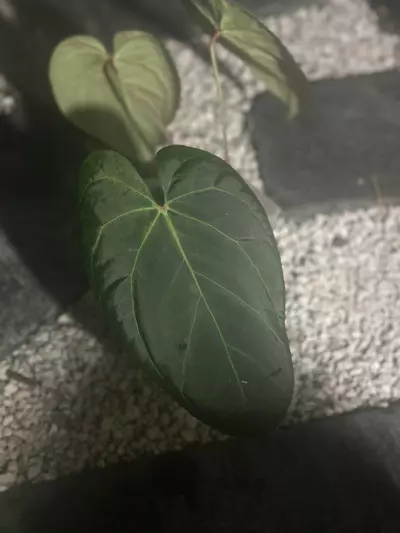 plant/Pap x Dorito port variegated rooted top cut-2-thumbnail