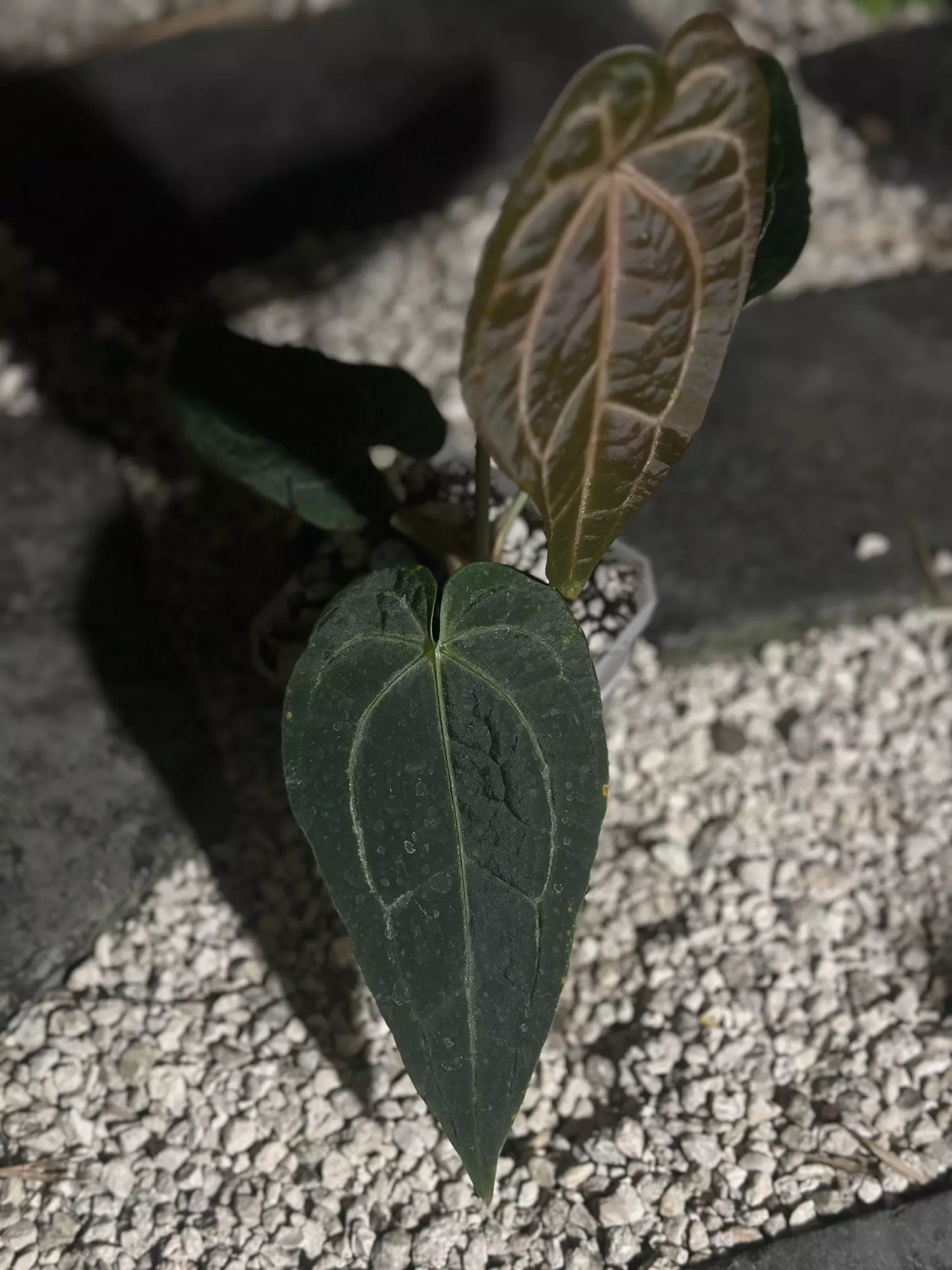 plant/AOS/Pap x Griege/Red Crystal SELECT-1