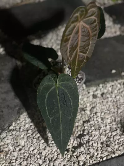 plant/AOS/Pap x Griege/Red Crystal SELECT-1-thumbnail