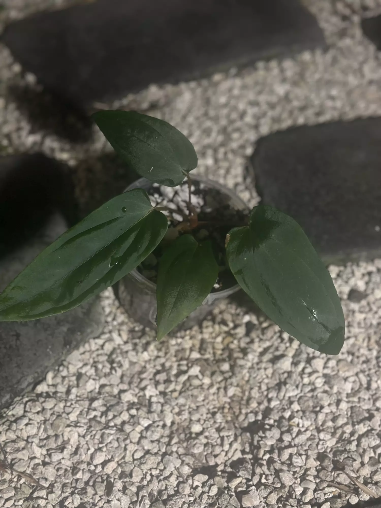 plant/Carla/bess x BVEP-1