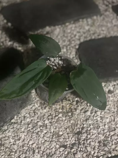 plant/Carla/bess x BVEP-1-thumbnail