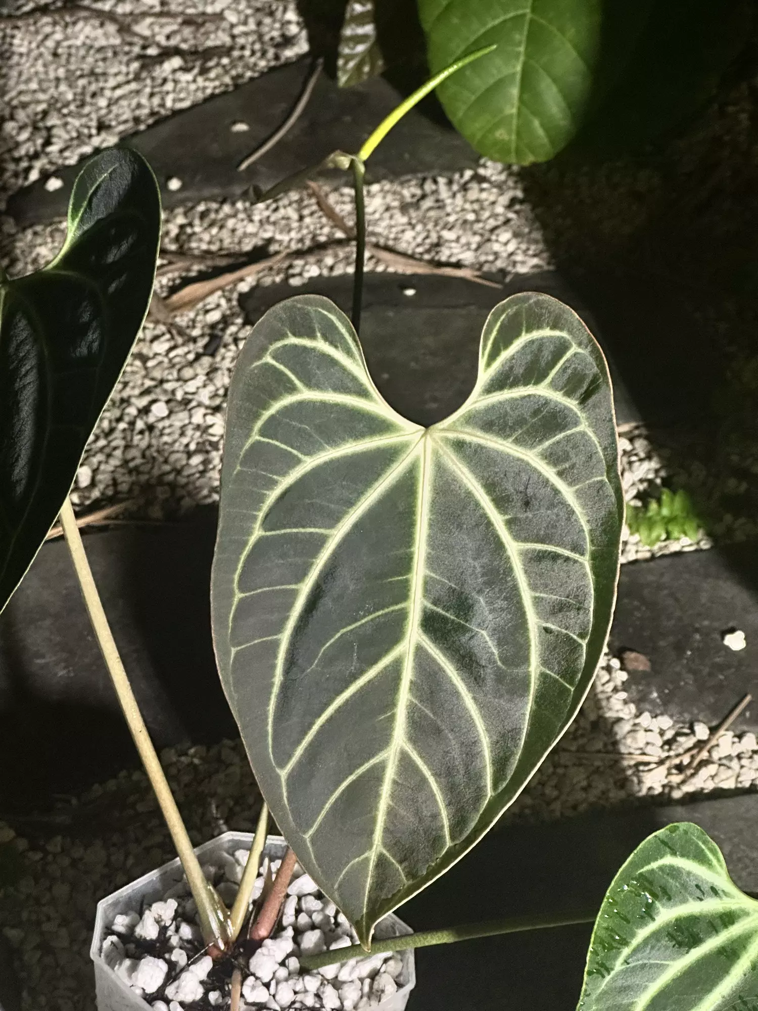 plant/Select Besseae aff wide sinus flowering (large and in charge)-1