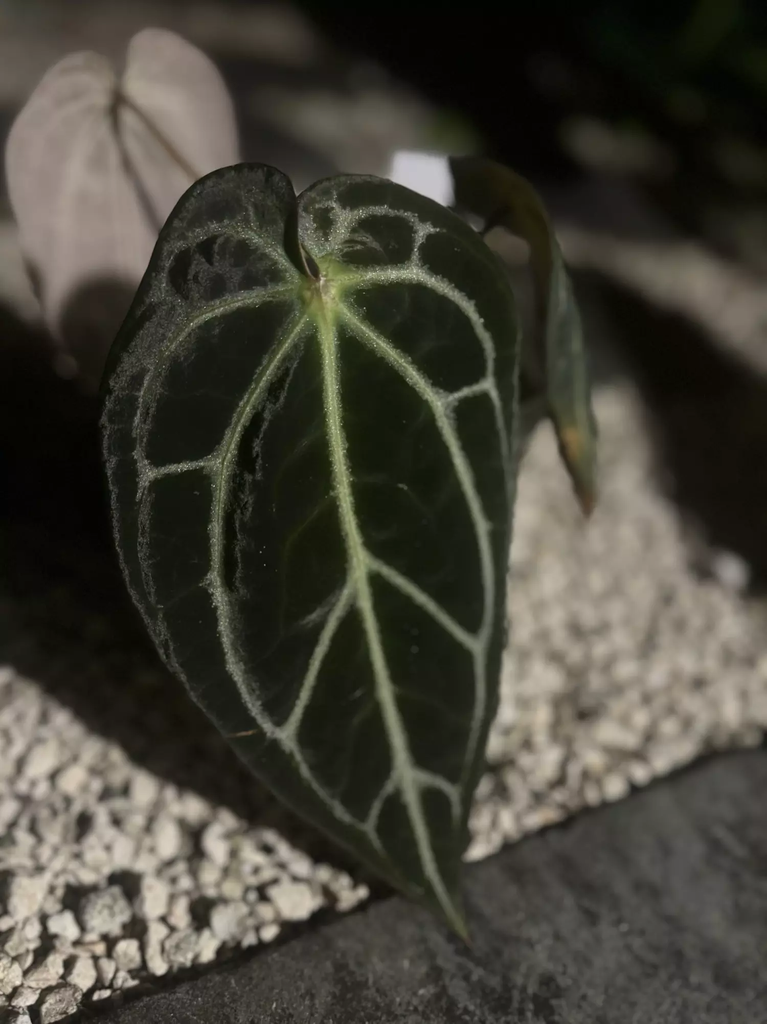 plant/BW/Michelle x self-1