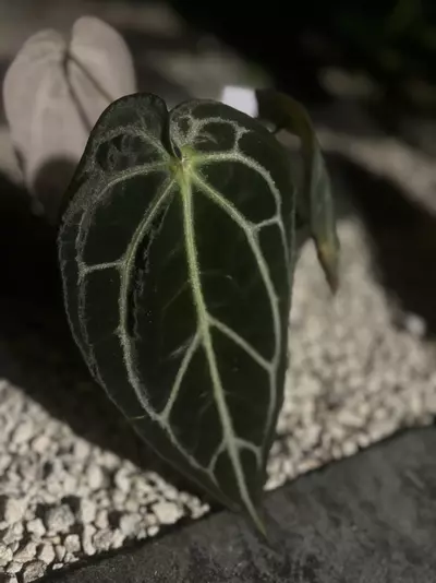 plant/BW/Michelle x self-1-thumbnail