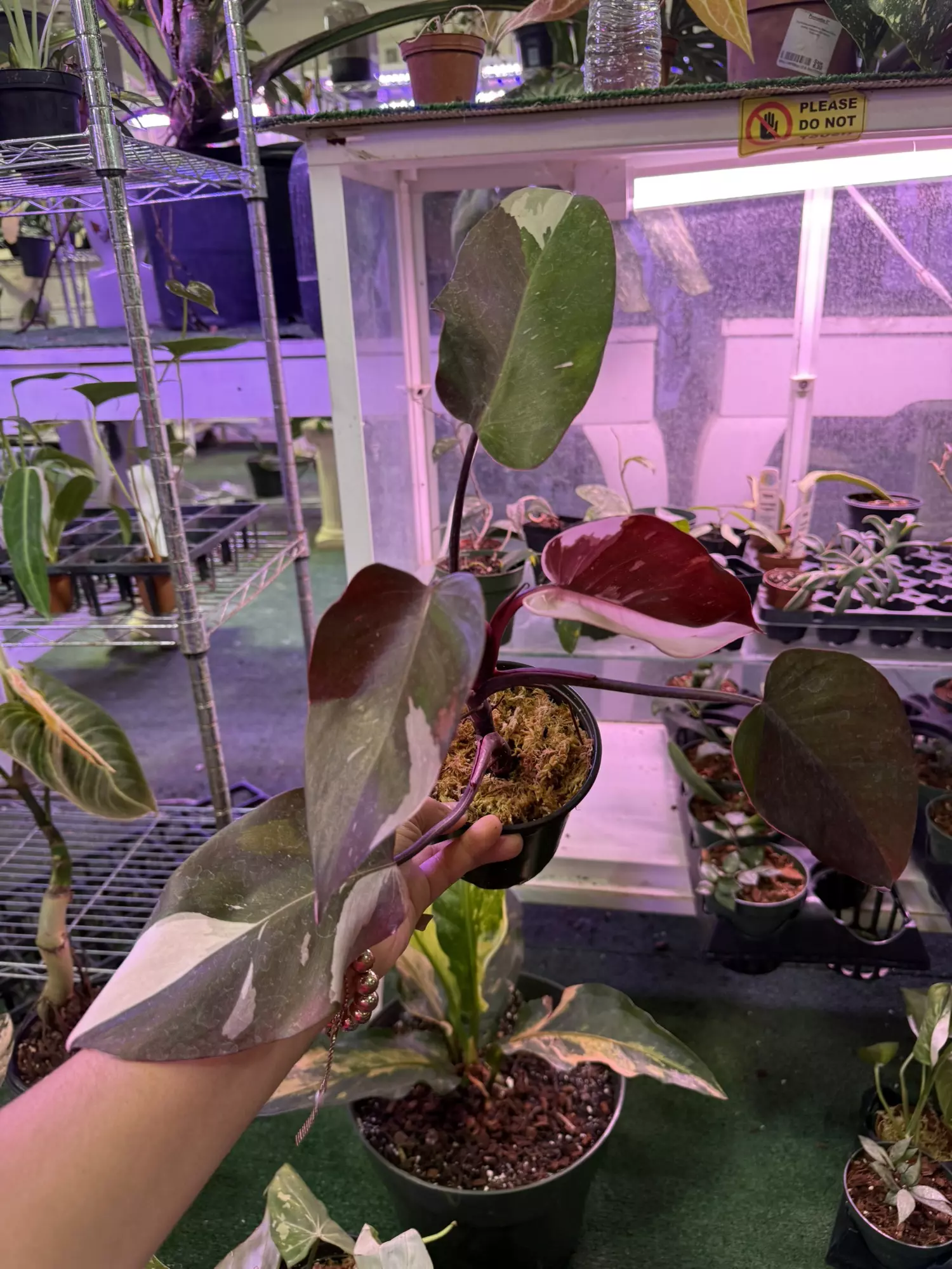 plant/Philodendron red Anderson 4”-0
