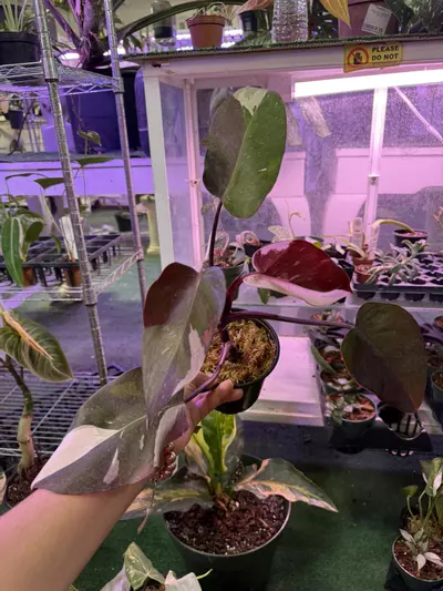 plant/Philodendron red Anderson 4”-0-thumbnail