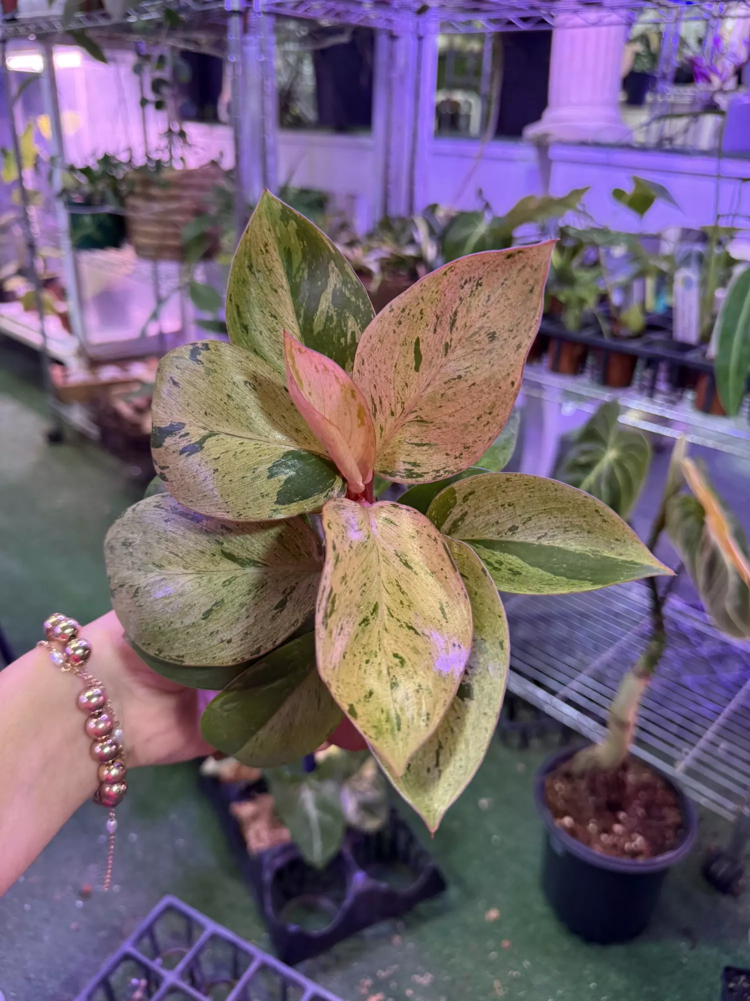 plant/Philodendron Congo mint 4”-0