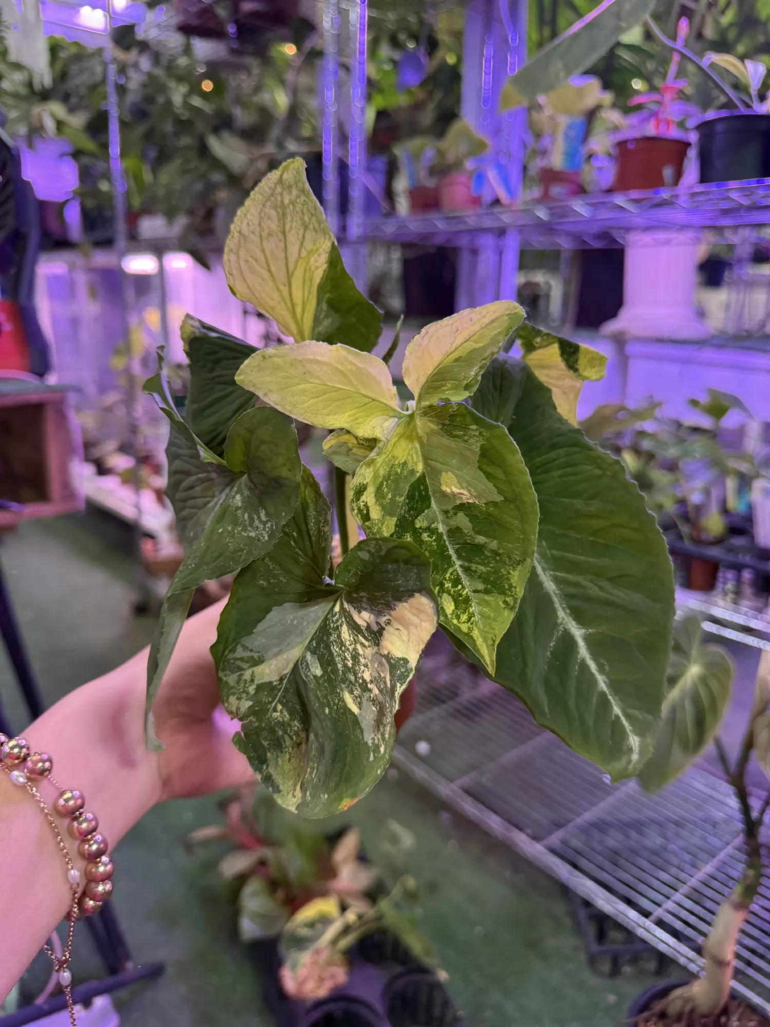 plant/Sygonium scrambled eggs 4”-0