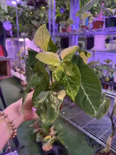 plant/Sygonium scrambled eggs 4”-0-thumbnail