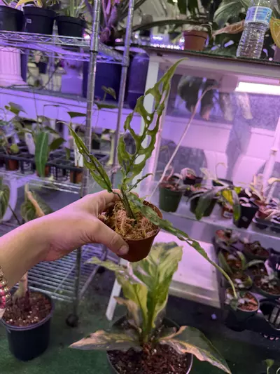 plant/Monstera oblicua peru 3”-0-thumbnail