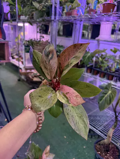 plant/Philodendron Congo mint 4”-0-thumbnail