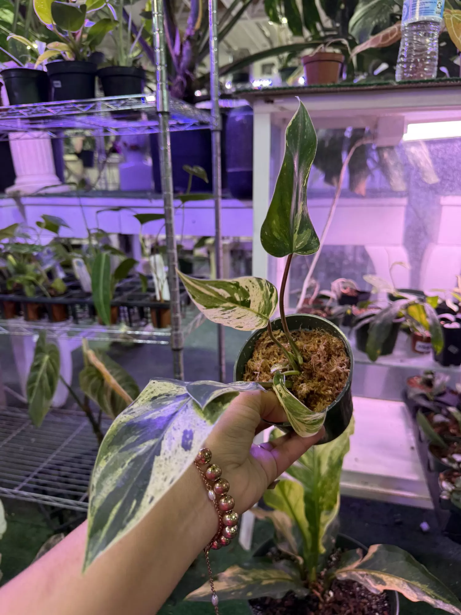 plant/Philodendron esmaralsense variegated 4”-0