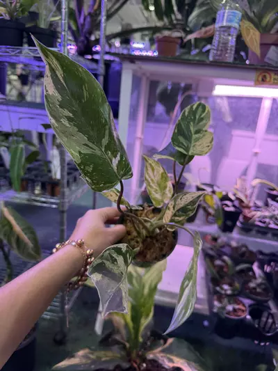 plant/Philodendron esmaralsense variegated 4”-0-thumbnail