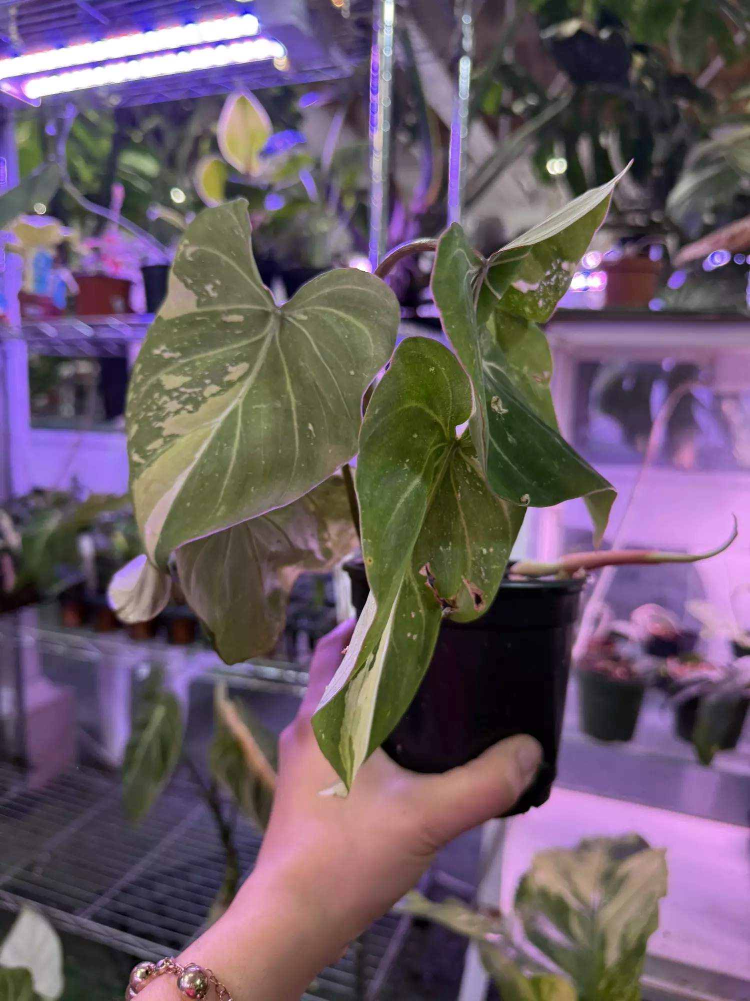 plant/Philodendron gloriosum variegated 4”-0