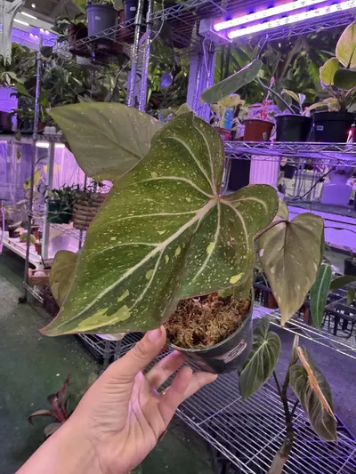 plant/Philodendron gloriosum variegated 4”-0-thumbnail