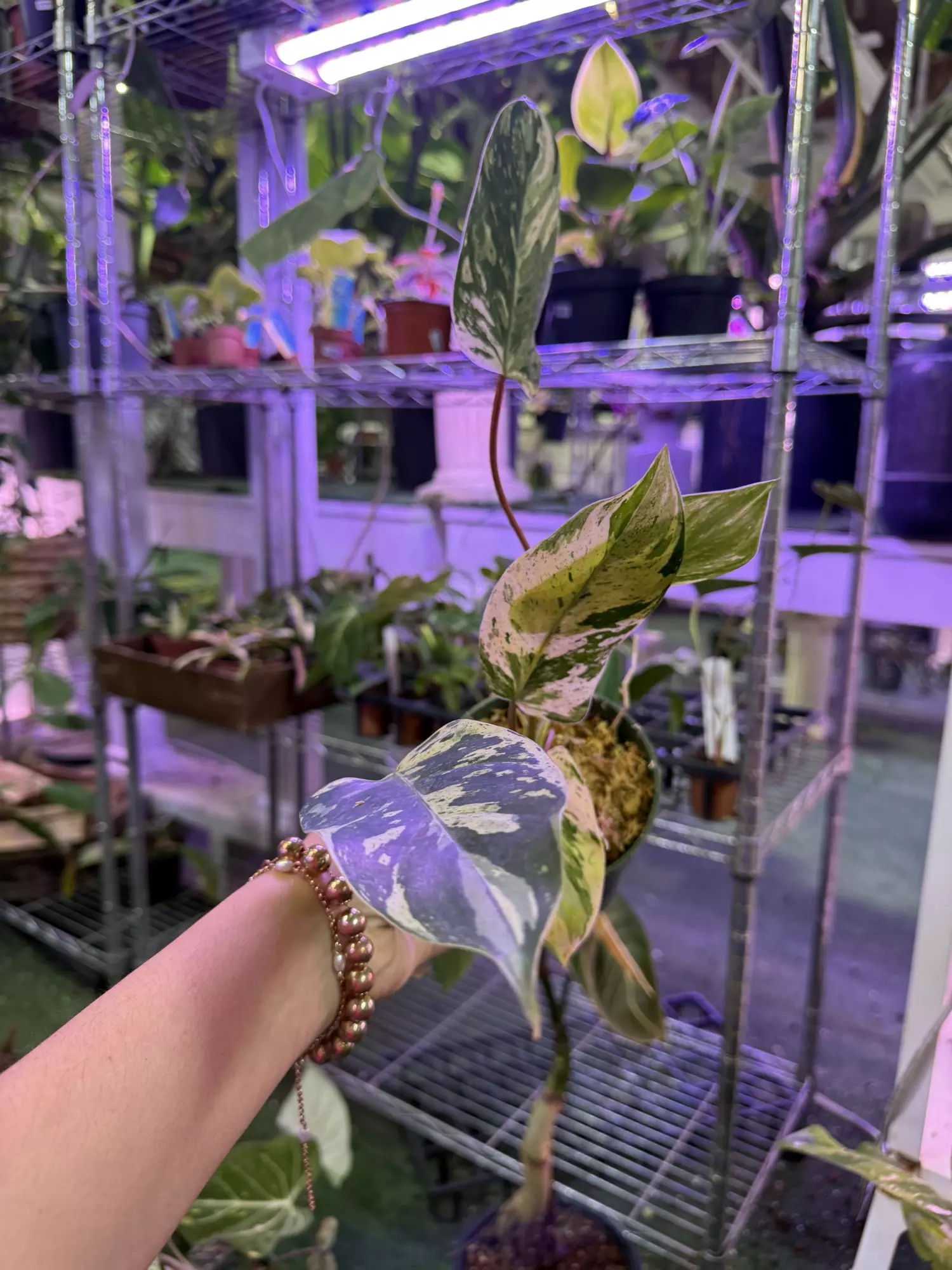 plant/Philodendron esmaralsense variegated 4”-0