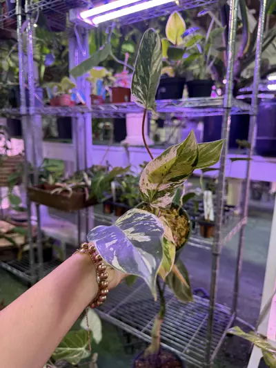 plant/Philodendron esmaralsense variegated 4”-0-thumbnail