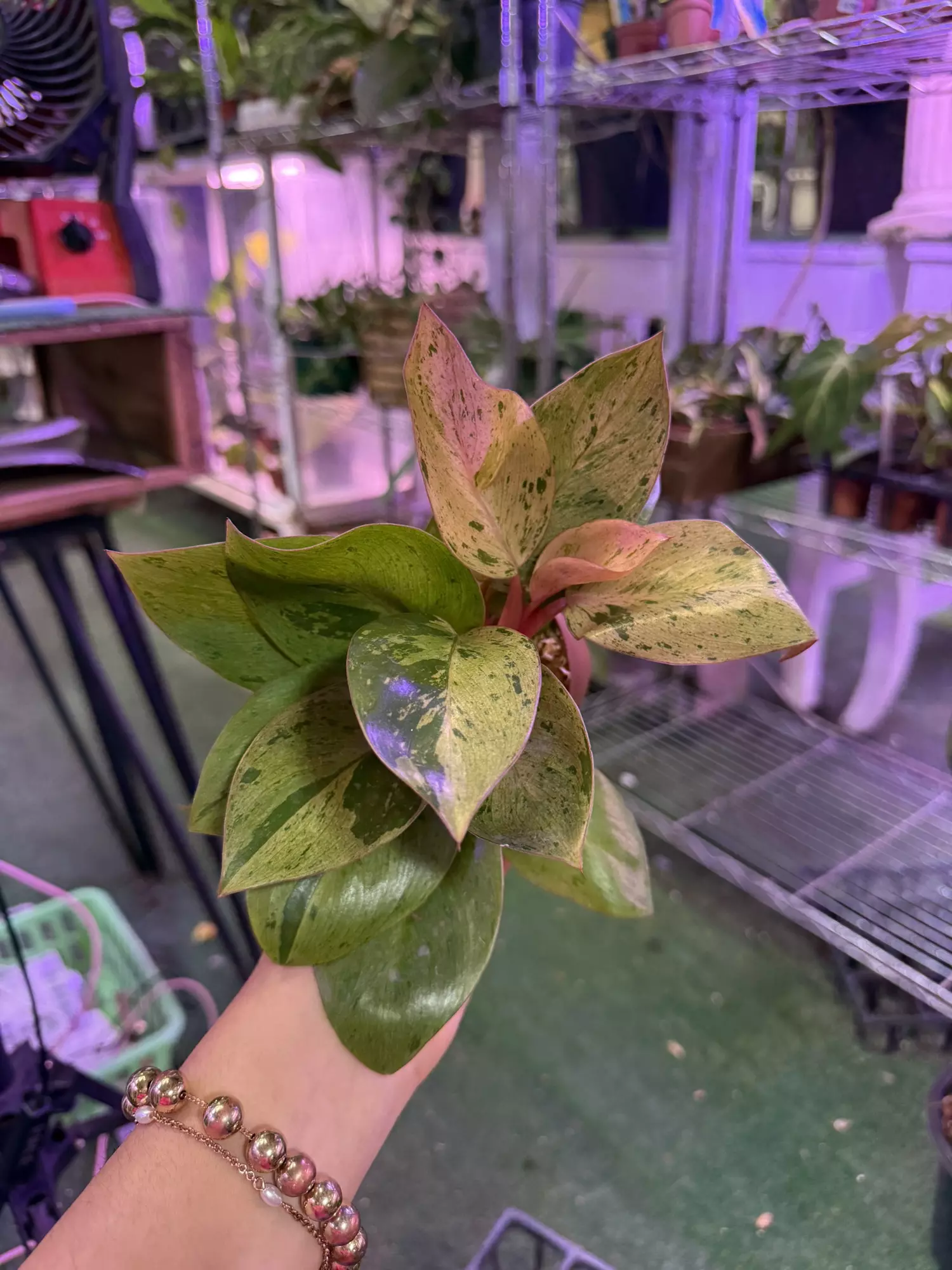 plant/Philodendron Congo mint 4”-0