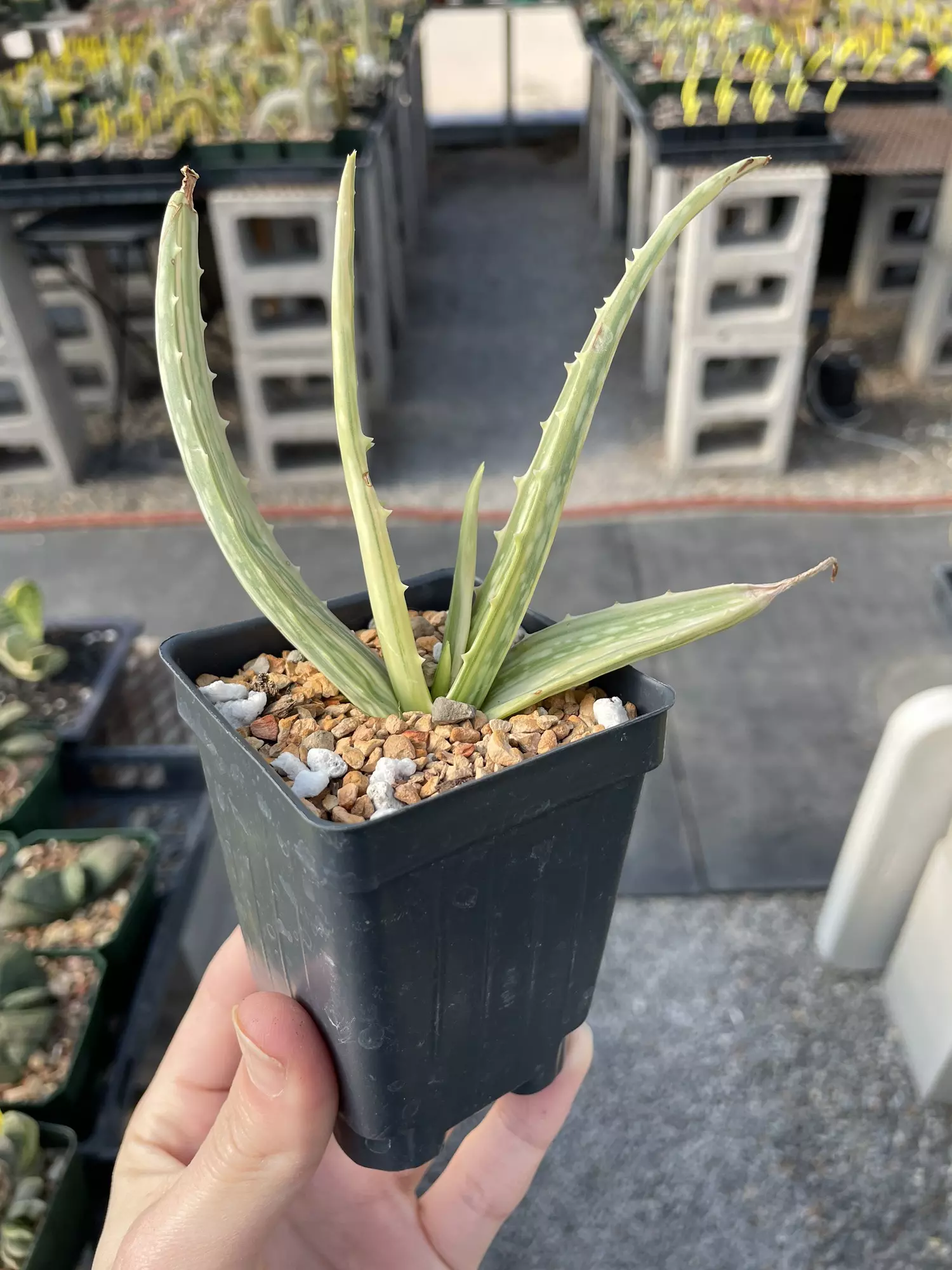 plant/Aloe vera variegata-0