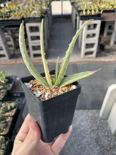 plant/Aloe vera variegata-0-thumbnail