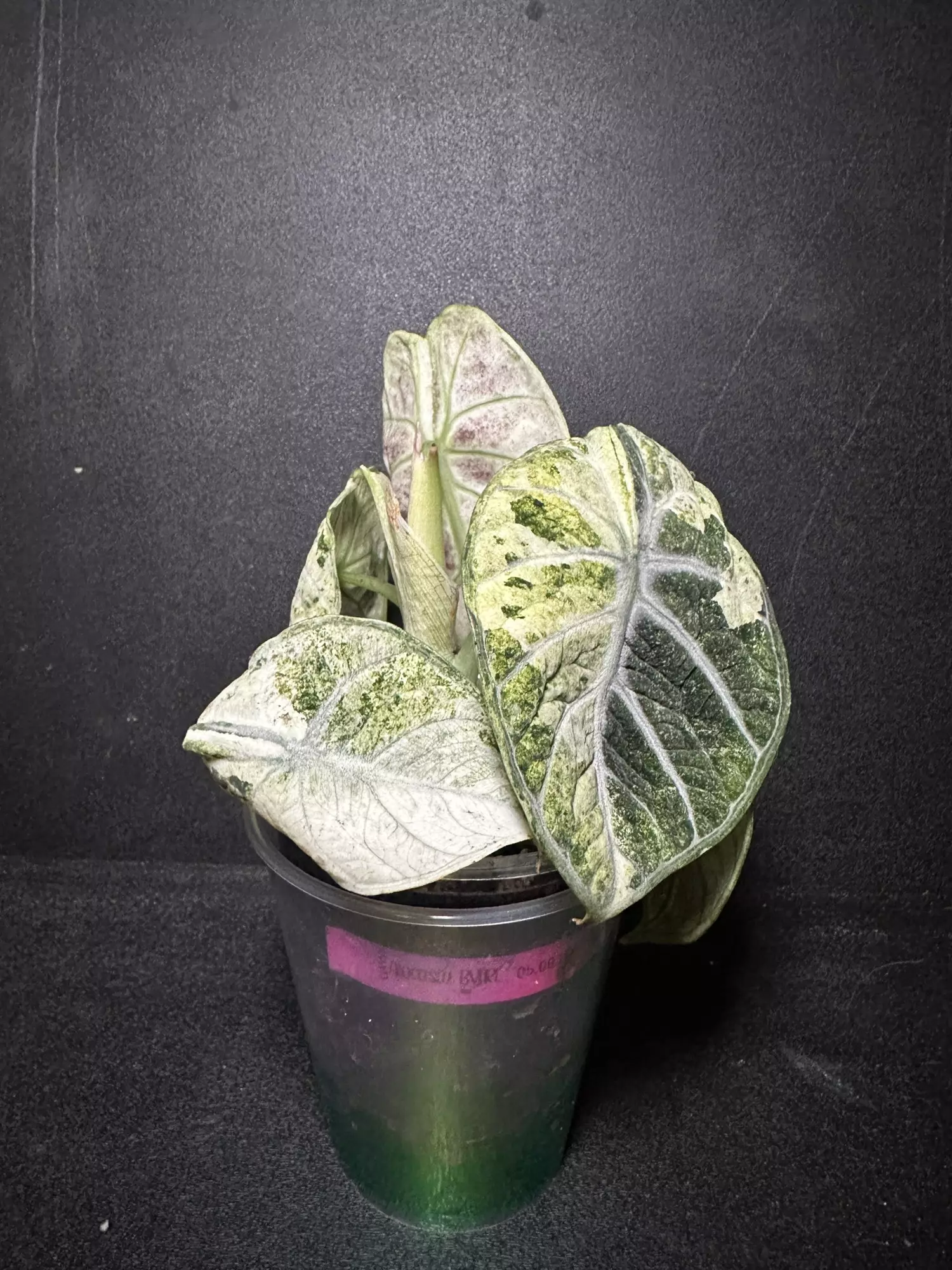 plant/Alocasia Tri-Color Ninja •Corm GC•-1