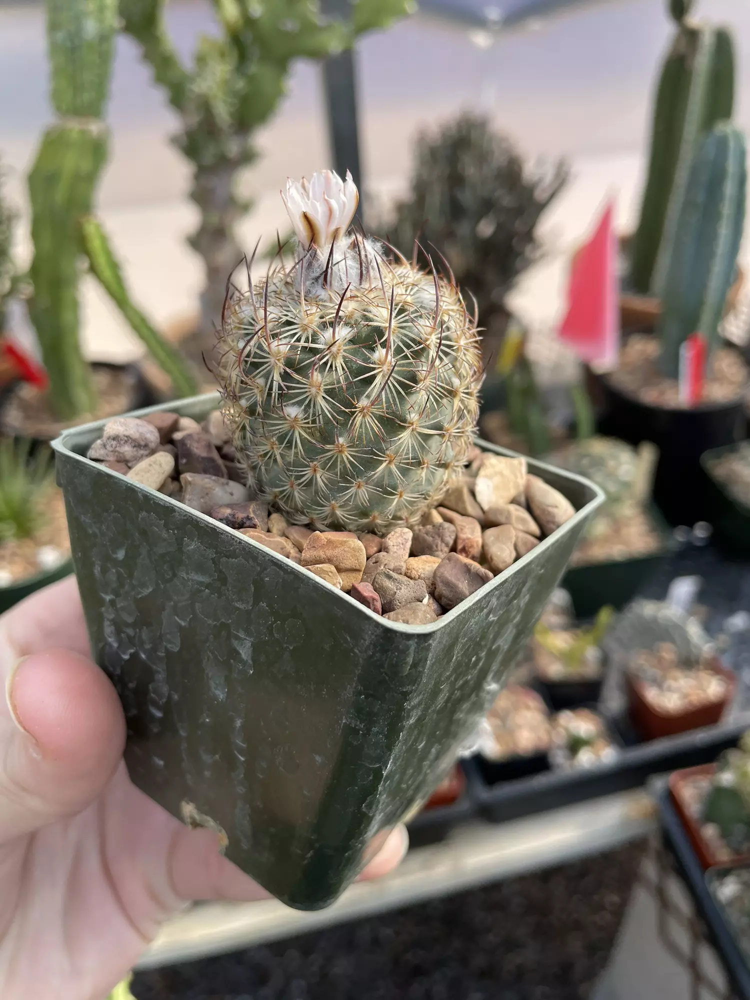 plant/Seed grown Turbinicarpus ysabelae, all blooming-0
