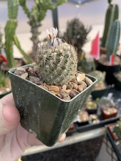 plant/Seed grown Turbinicarpus ysabelae, all blooming-0-thumbnail