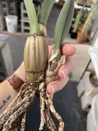 plant/“Desert Orchid,” Eulophia petersii-1-thumbnail