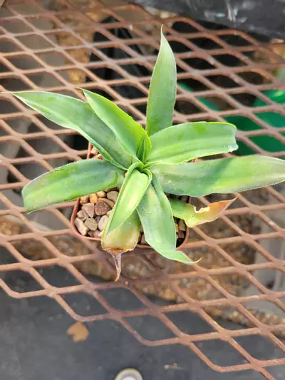 plant/Agave vilmorinana-0-thumbnail