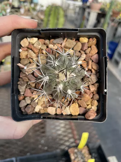 plant/Copiapoa lembckei, propagation from old mother plant-0-thumbnail
