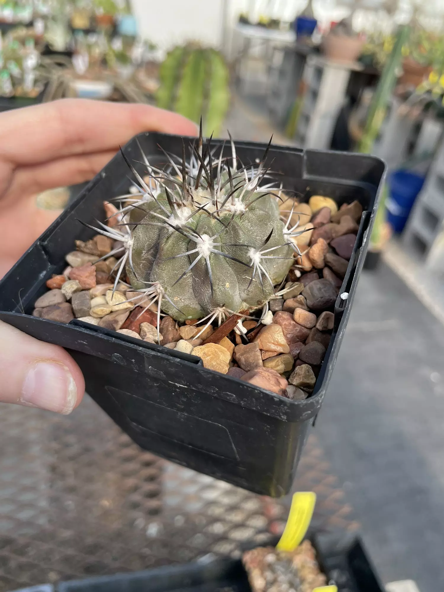 plant/Copiapoa lembckei, propagation from old mother plant-2