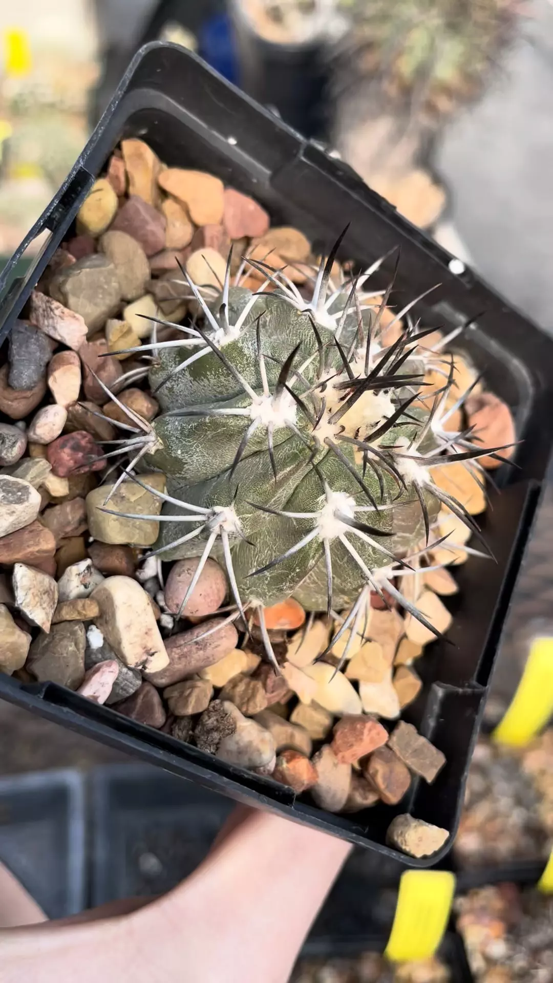 plant/Copiapoa lembckei, propagation from old mother plant-1