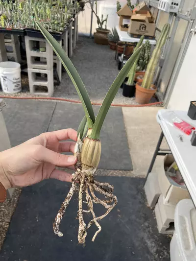 plant/“Desert Orchid,” Eulophia petersii-0-thumbnail