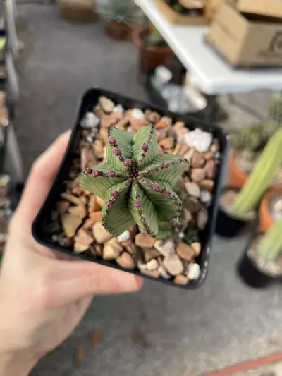plant/Euphorbia anoplia, about to bloom-1-thumbnail