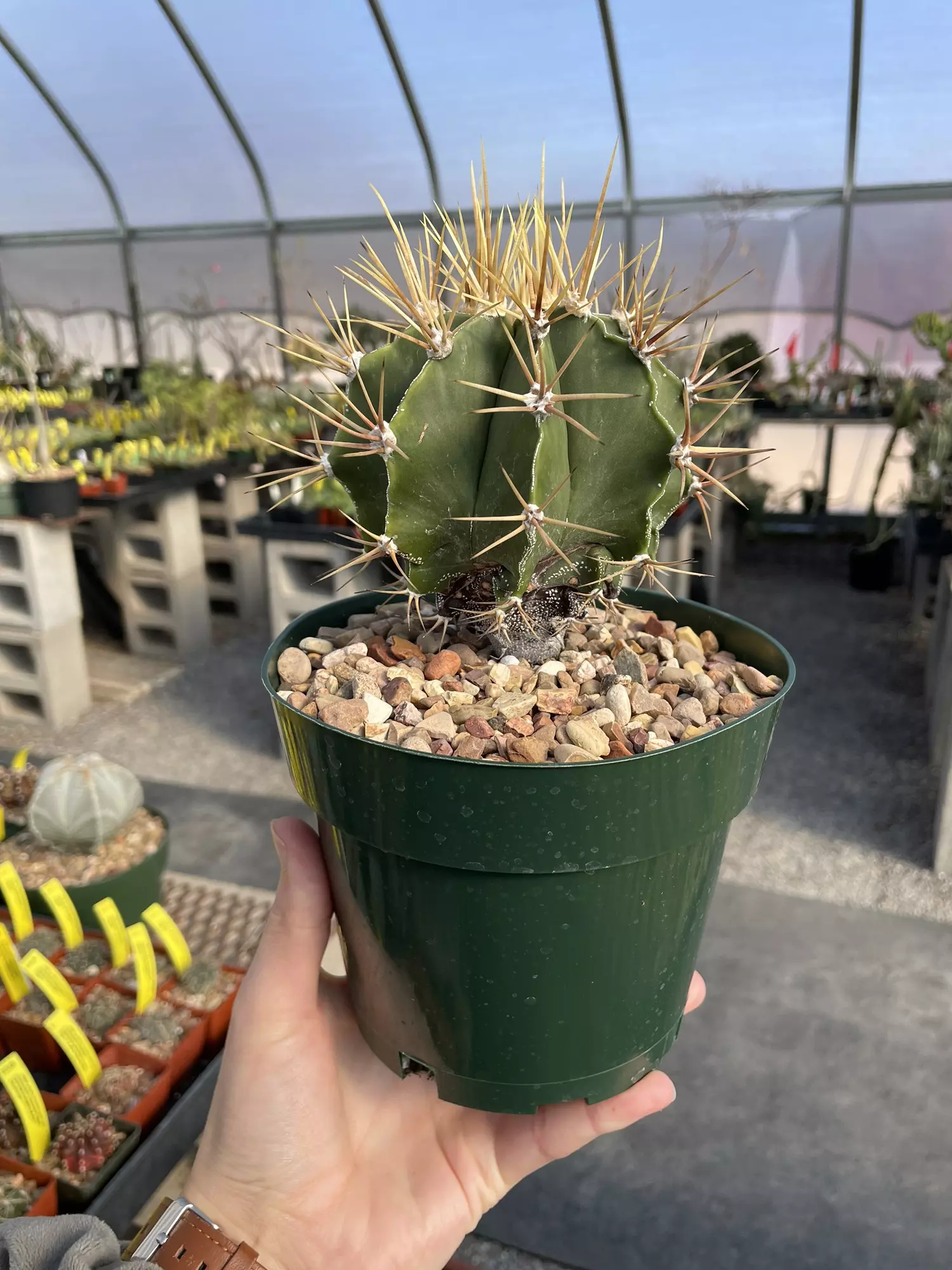 plant/Astrophytum ornatum var. mirbelii -0
