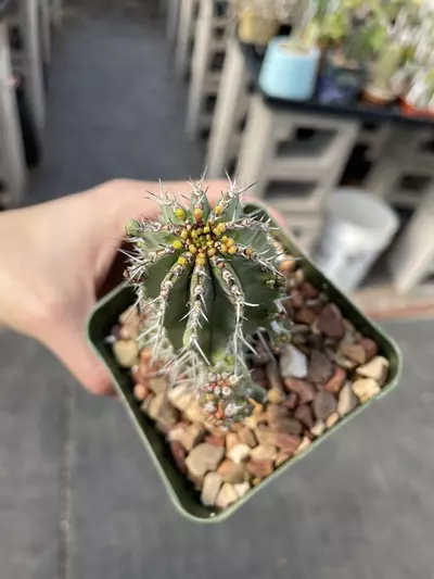 plant/Monstrose Euphorbia fruticosa-1-thumbnail