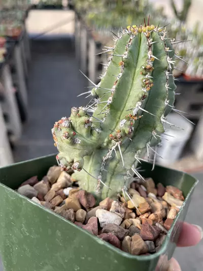 plant/Monstrose Euphorbia fruticosa-0-thumbnail