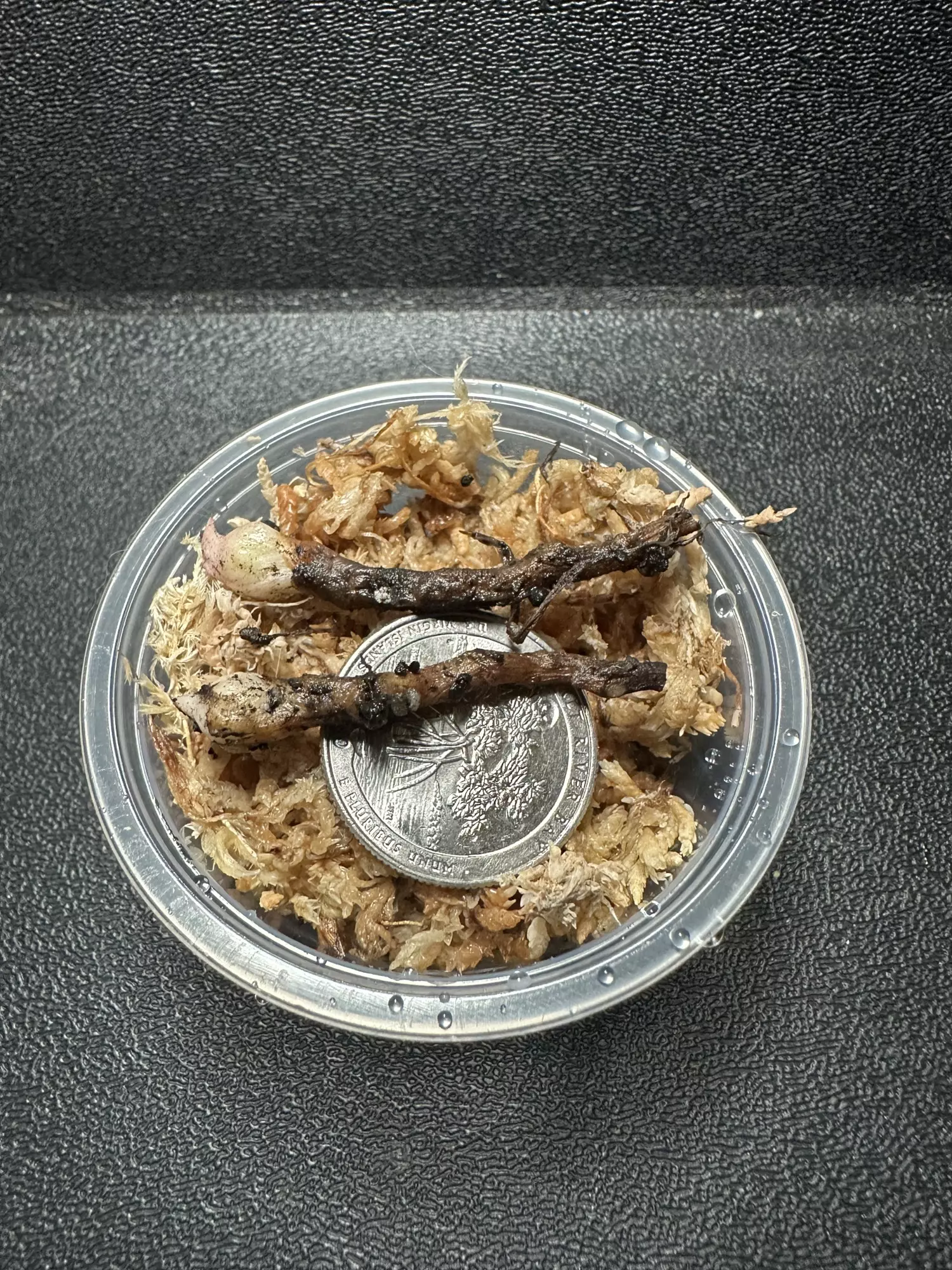 plant/Alocasia Tri-Color Ninja •Corm GC•-2