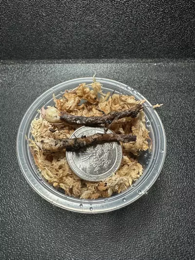 plant/Alocasia Tri-Color Ninja •Corm GC•-2-thumbnail