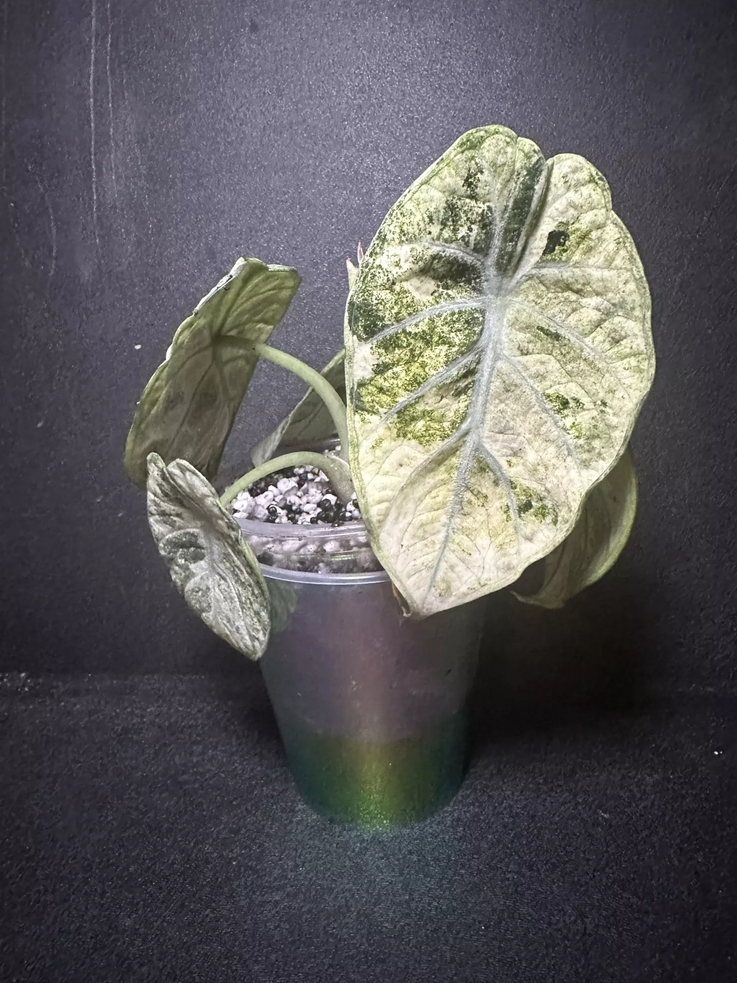 plant/Alocasia Tri-Color Ninja •Corm GC•-0