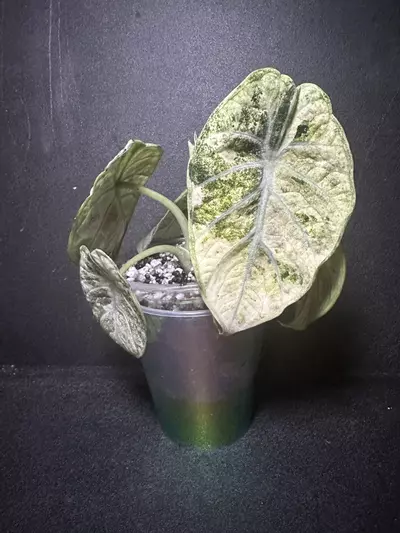 plant/Alocasia Tri-Color Ninja •Corm GC•-0-thumbnail