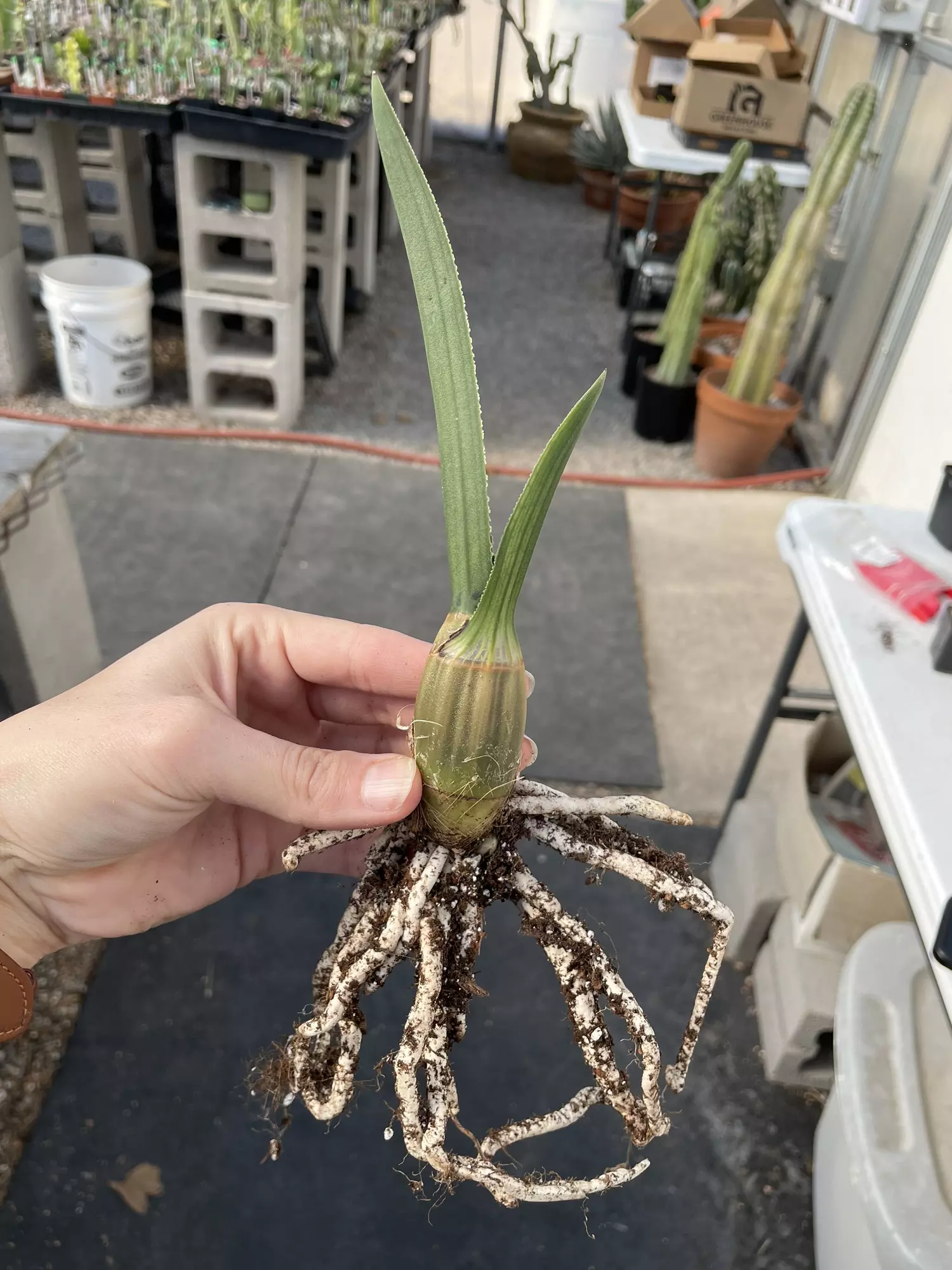 plant/“Desert Orchid,” Eulophia petersii-0