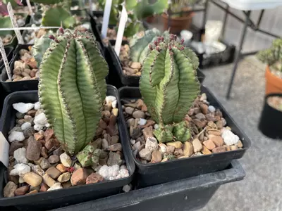 plant/Euphorbia anoplia, about to bloom-0-thumbnail