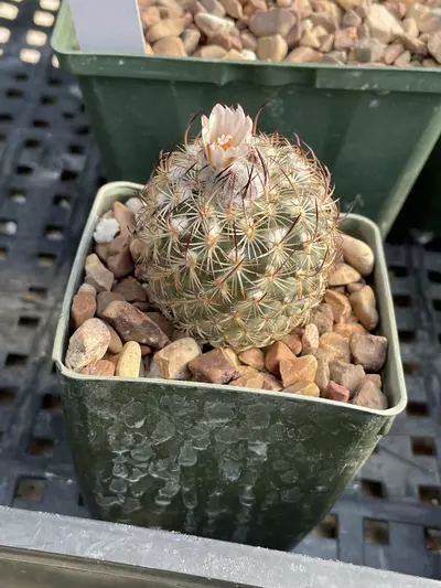 plant/Seed grown Turbinicarpus ysabelae, all blooming-1-thumbnail