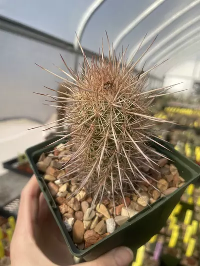 plant/Cochemiea halei-0-thumbnail