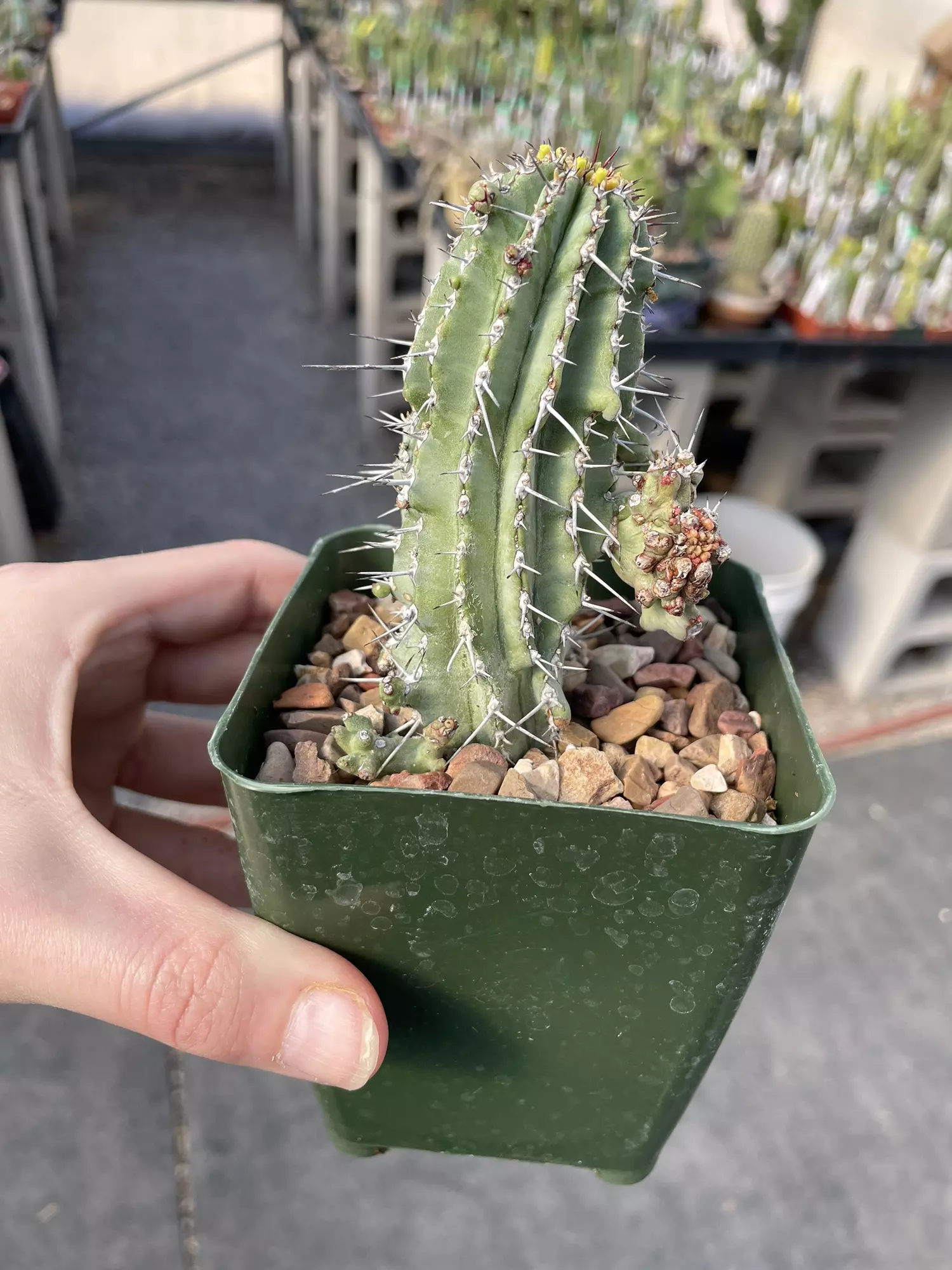 plant/Monstrose Euphorbia fruticosa-2