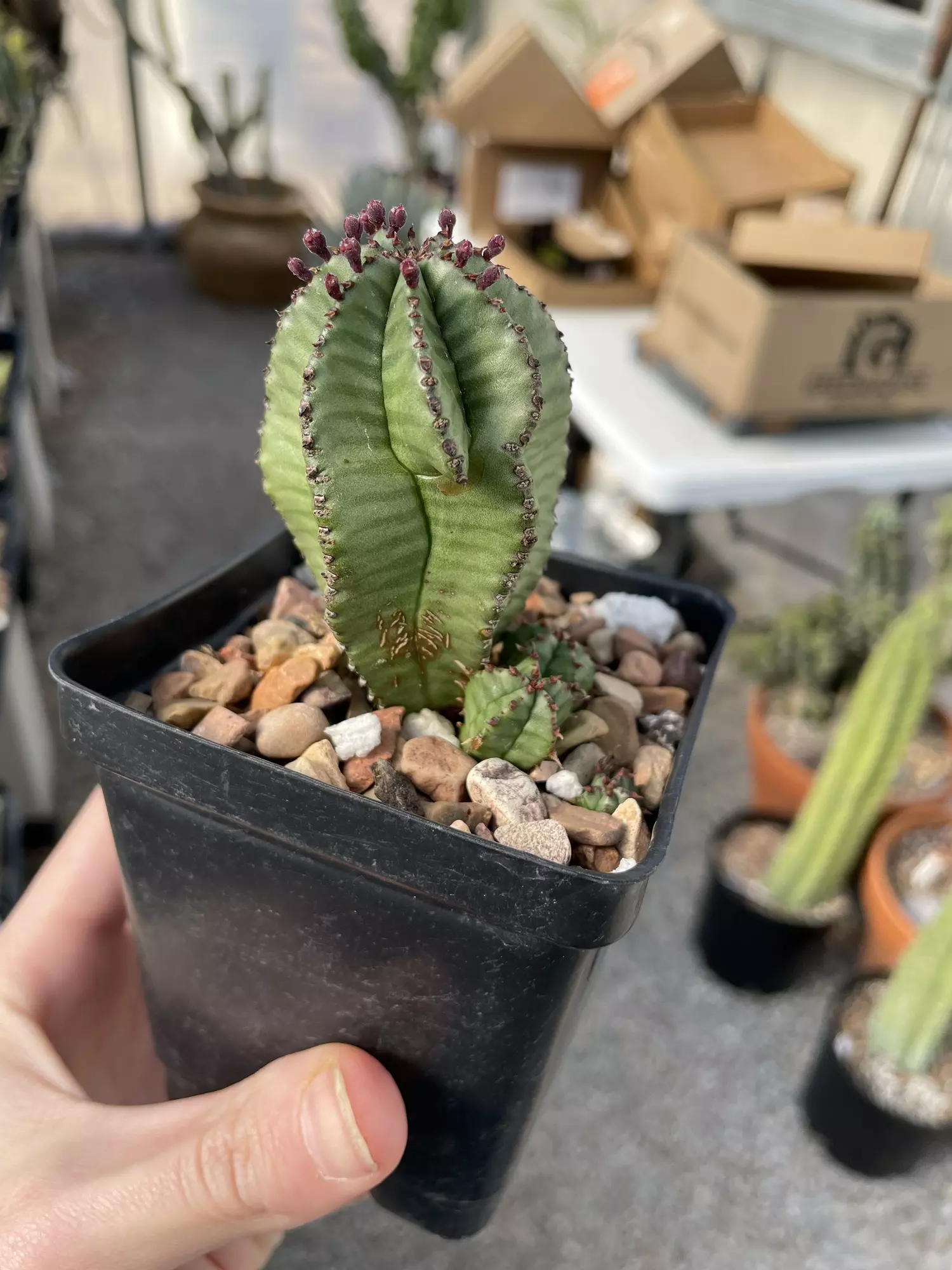 plant/Euphorbia anoplia, about to bloom-2