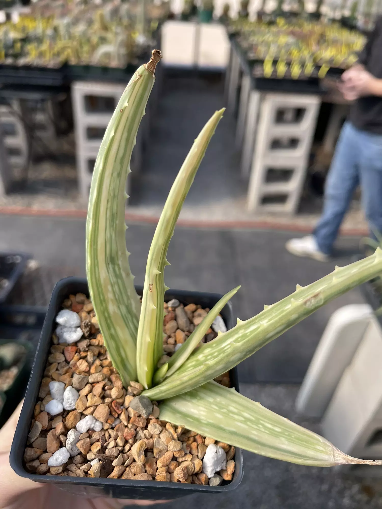 plant/Aloe vera variegata-1
