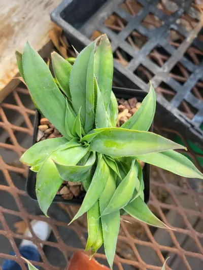 plant/Agave vilmorinana-0-thumbnail