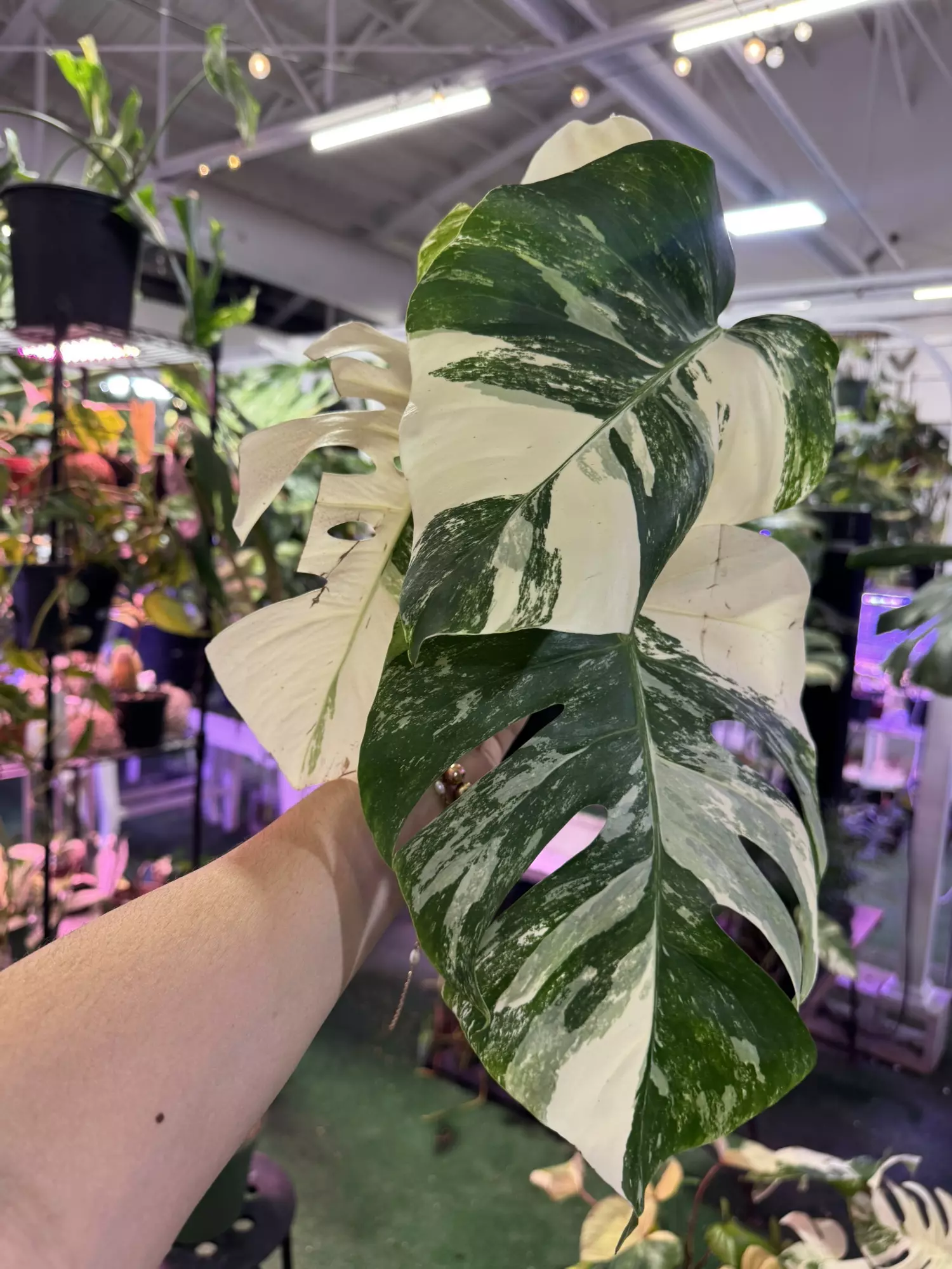 plant/Monstera albo 6”-0